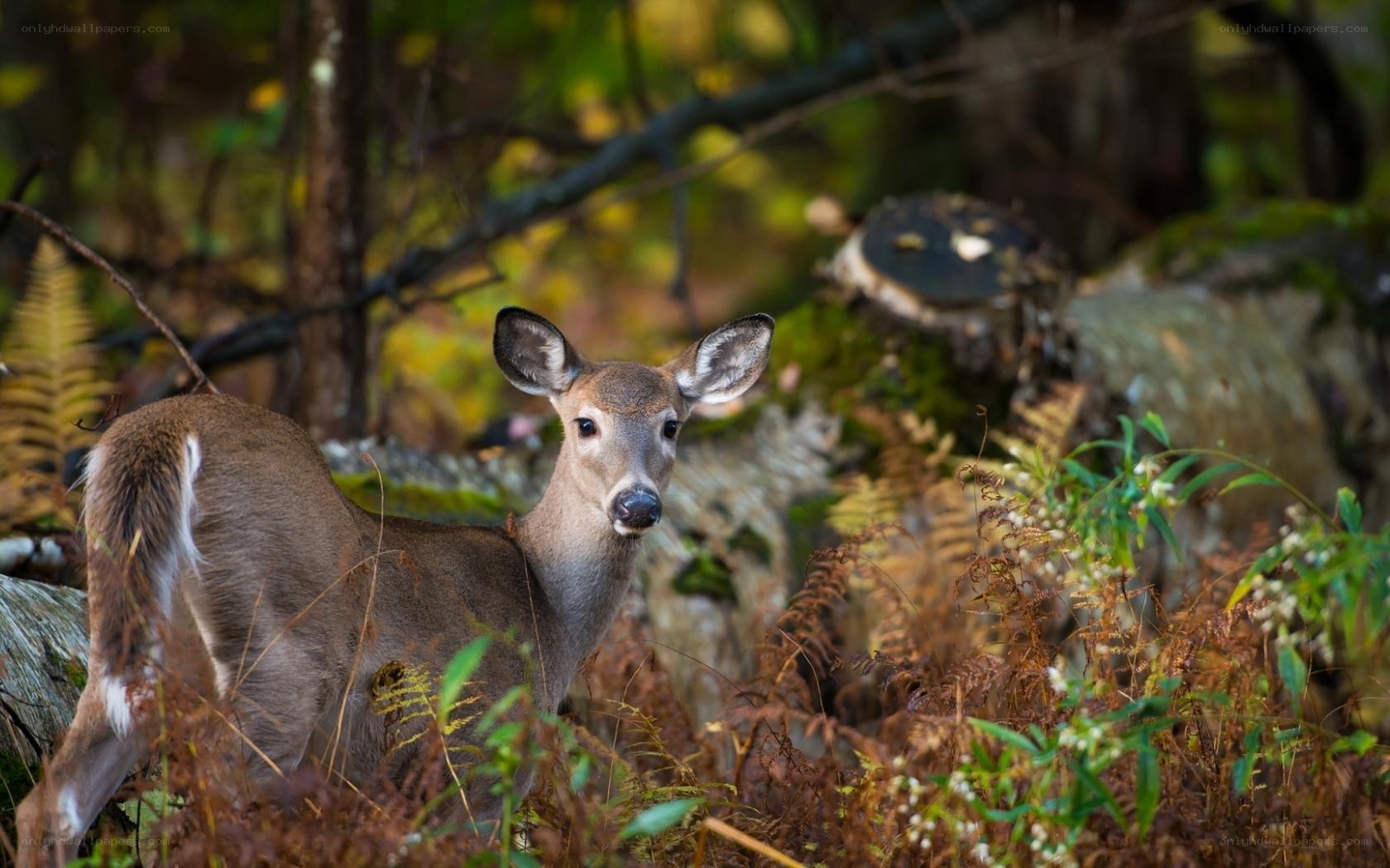 Deer in forest undergrowth