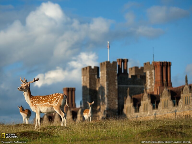 Deer in front of a castle