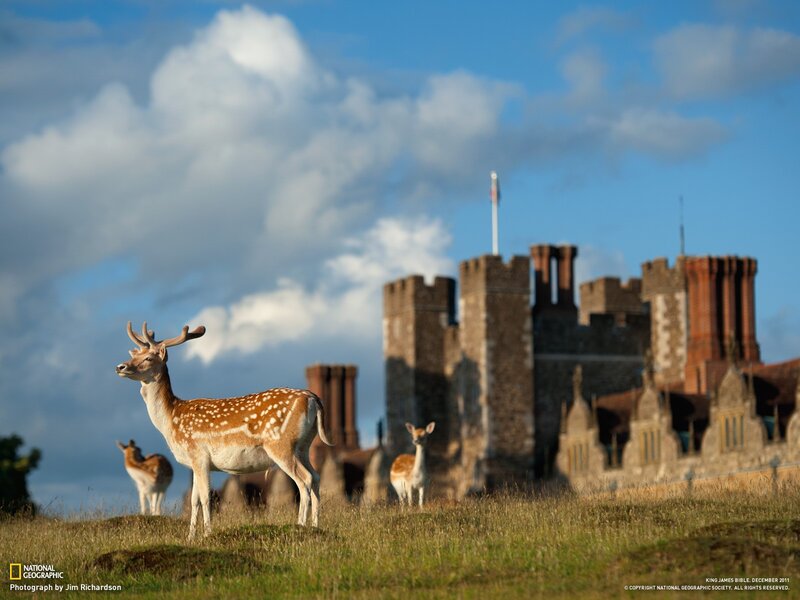 Deer in front of a castle