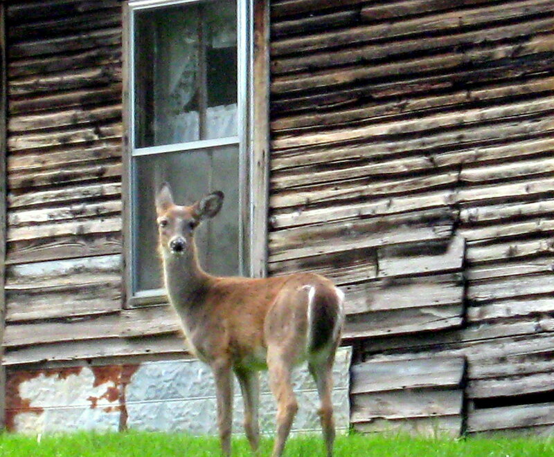 Deer in Front of Cabin