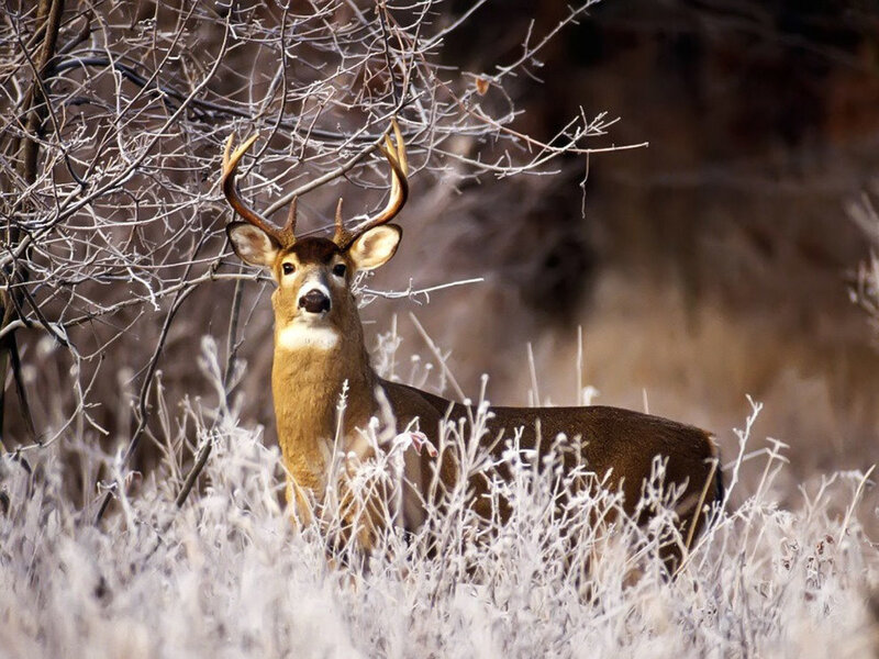 deer in frosty field
