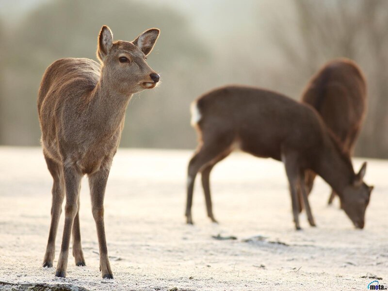 Deer in Frosty Field — Brown