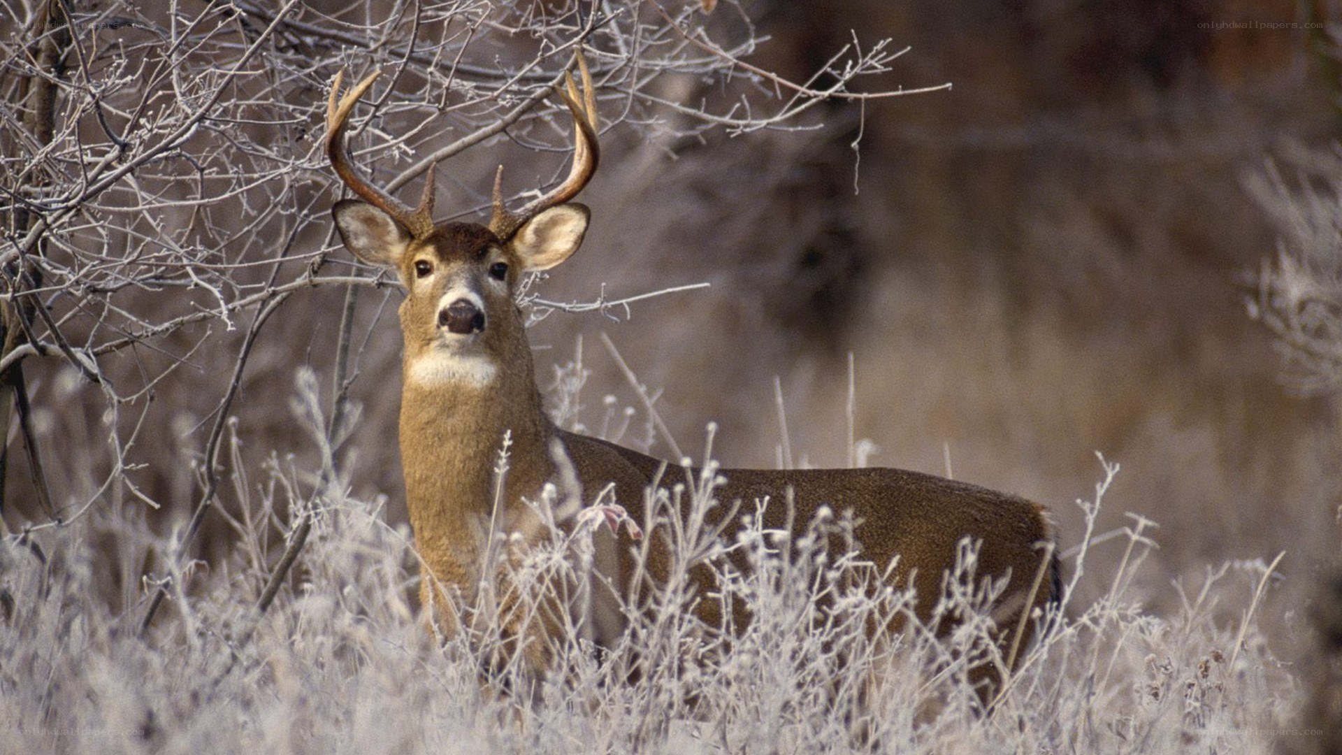 Deer in frosty field