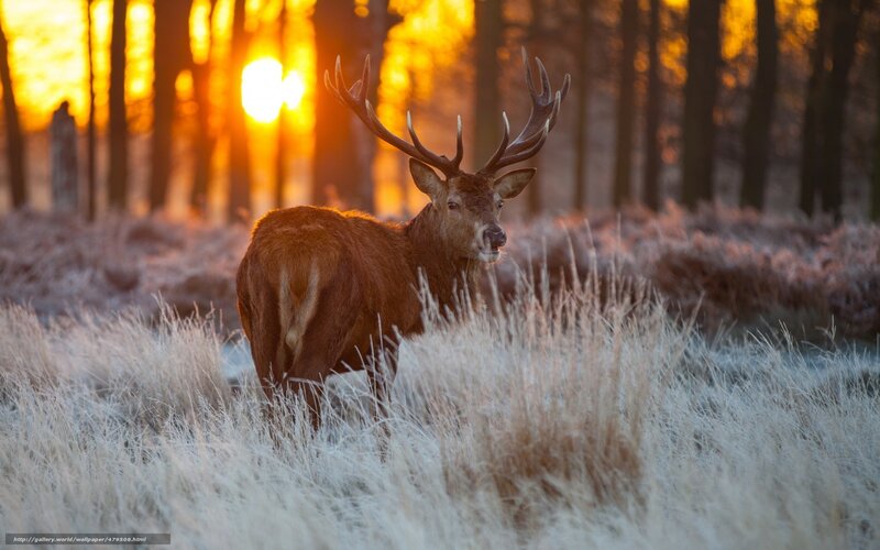 Deer in frosty forest at sunrise