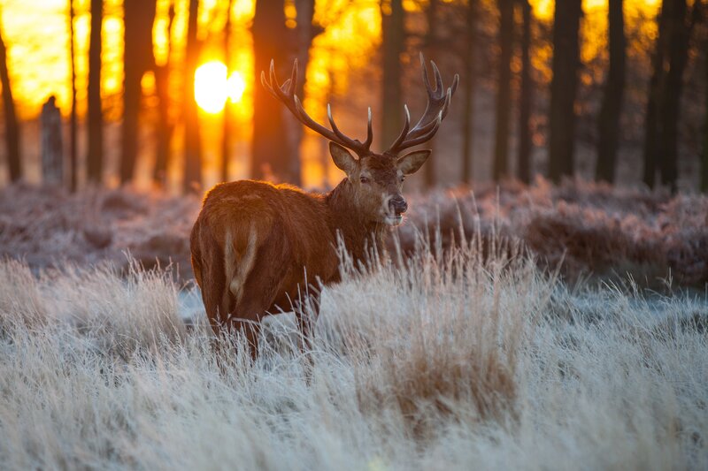 Deer in frosty forest at sunset