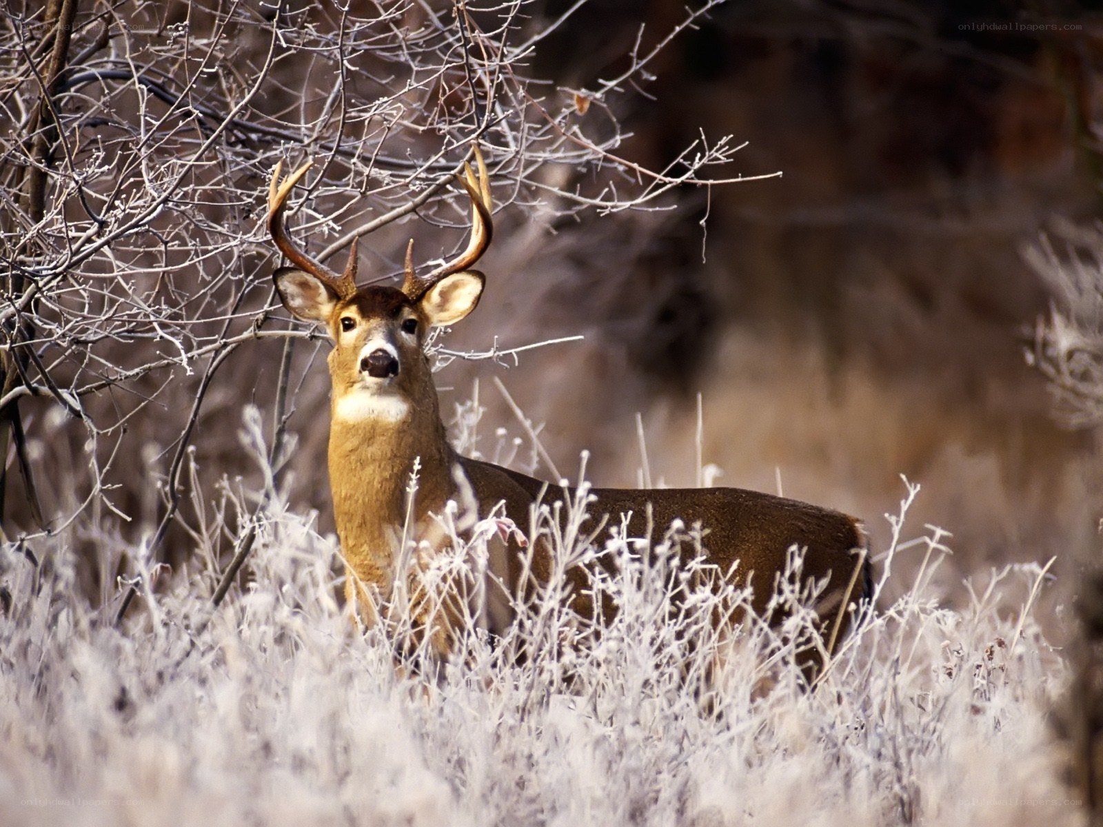 Deer in frosty forest