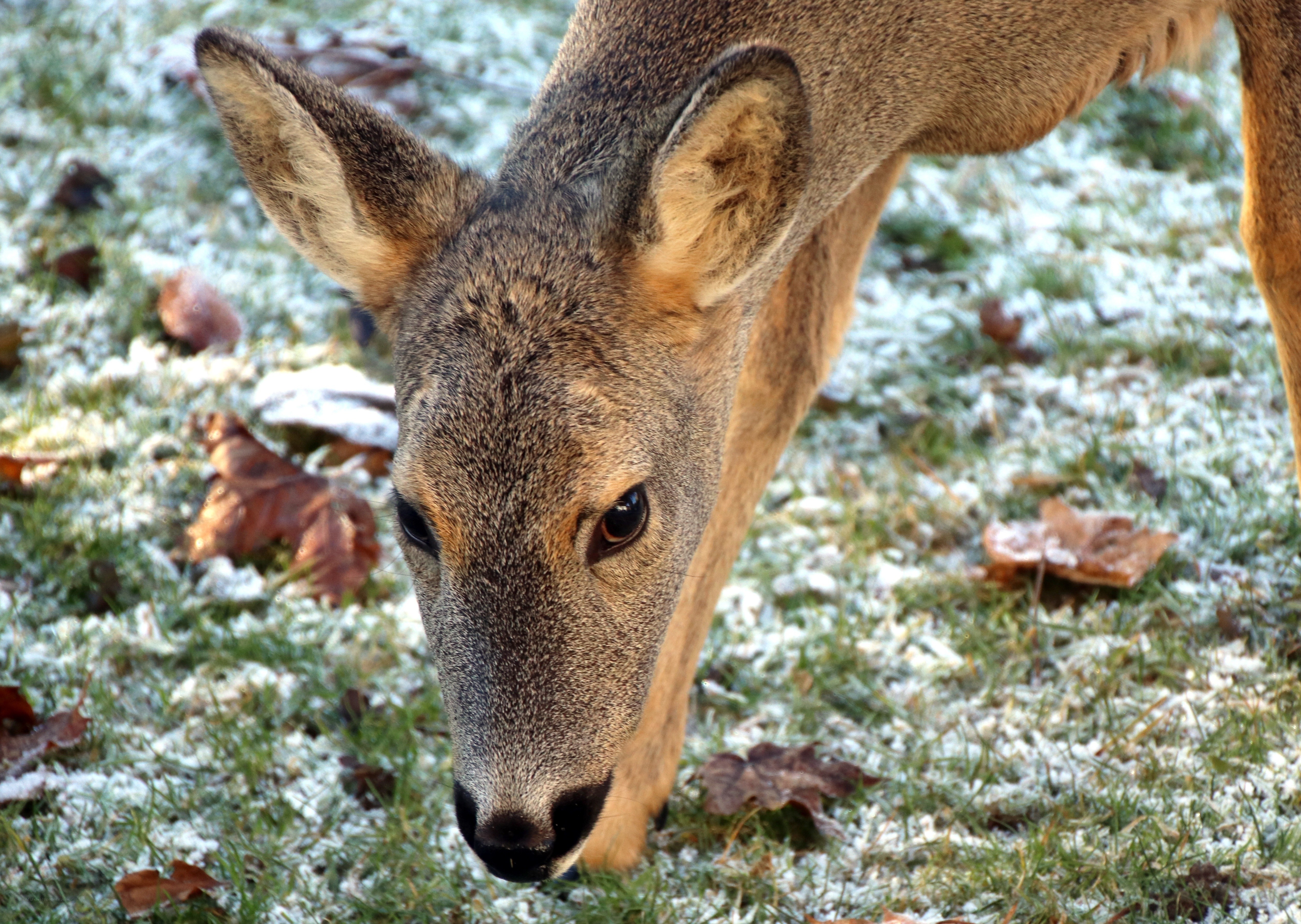 Deer in frosty grass