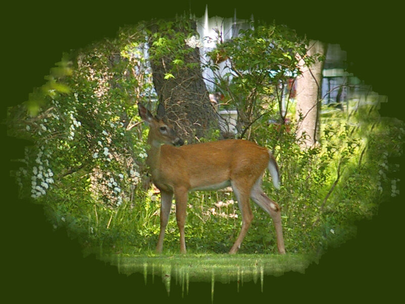 Deer in Garden