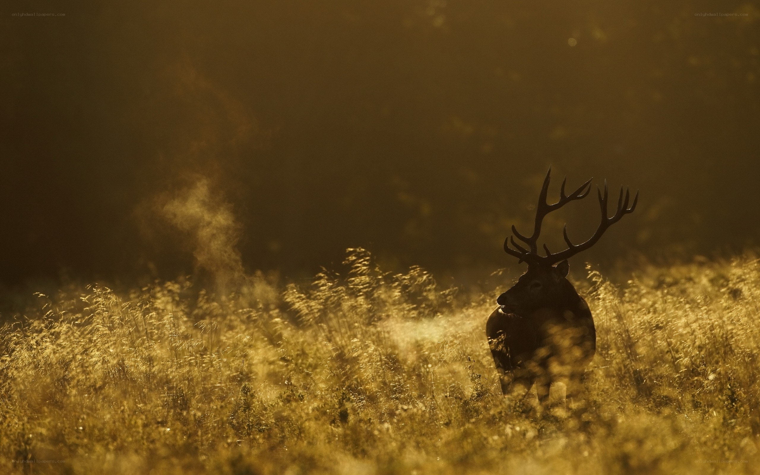 Deer in golden field