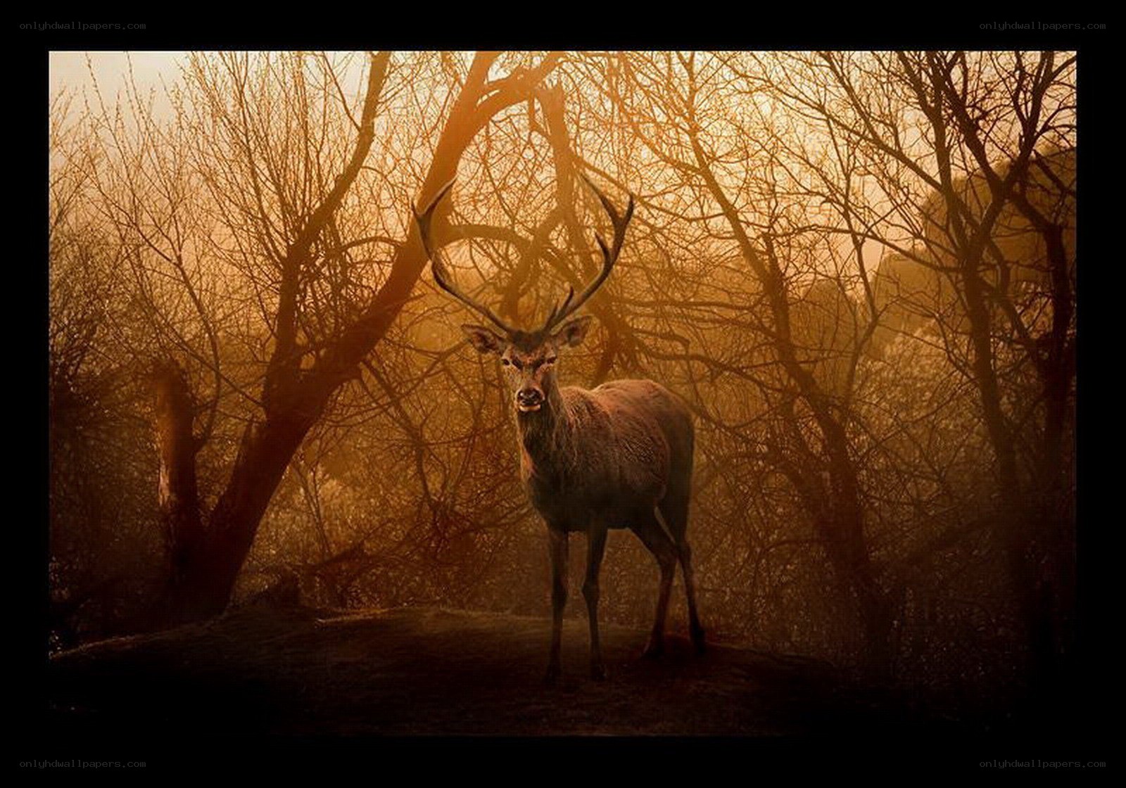 Deer in golden forest