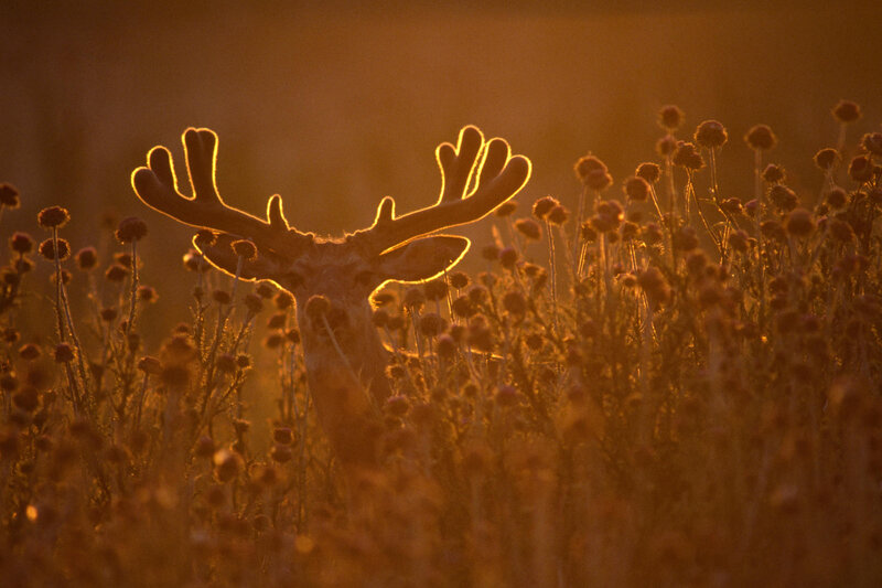 Deer in golden light
