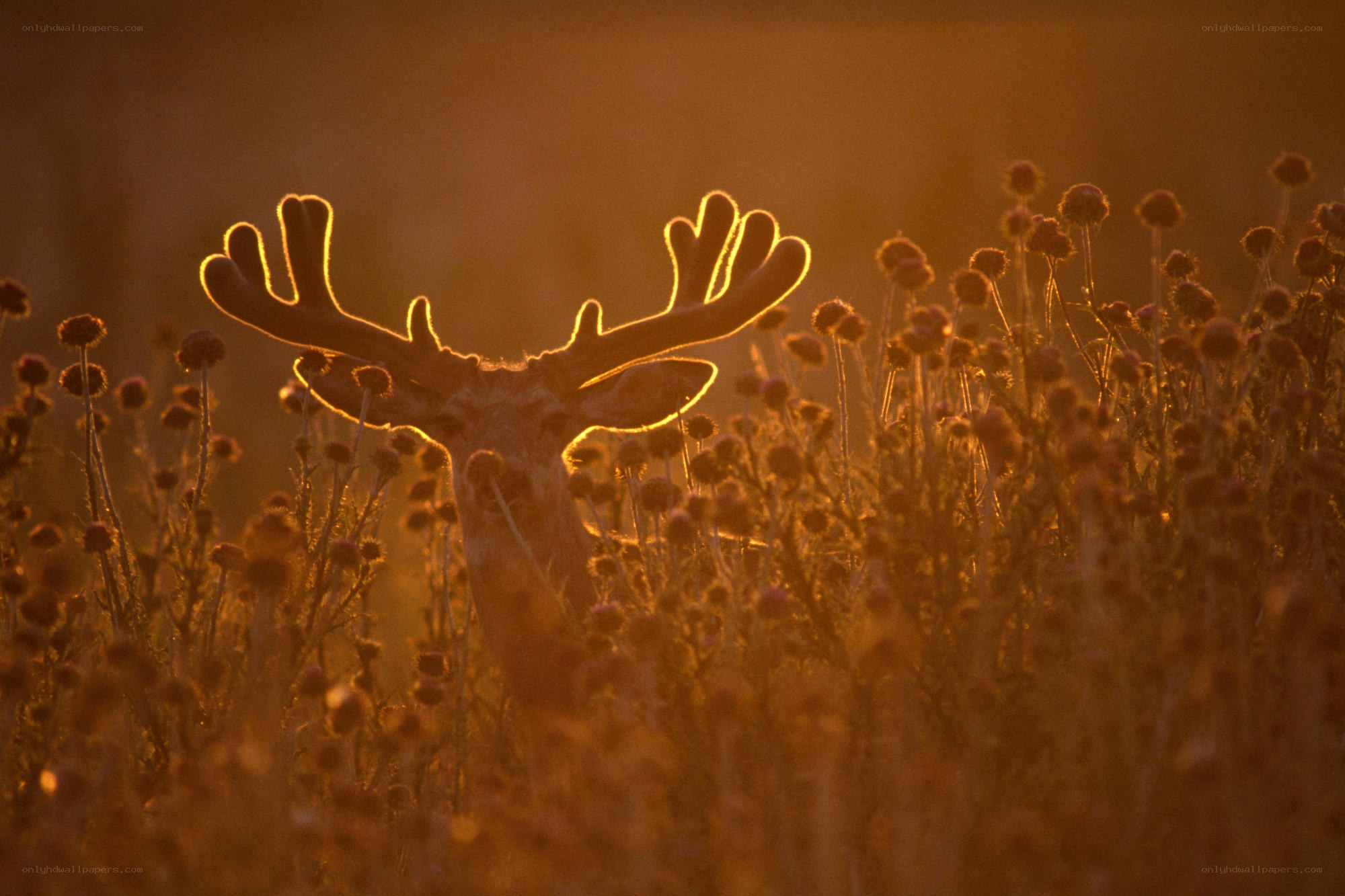 Deer in golden light
