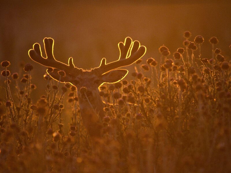 Deer in golden light