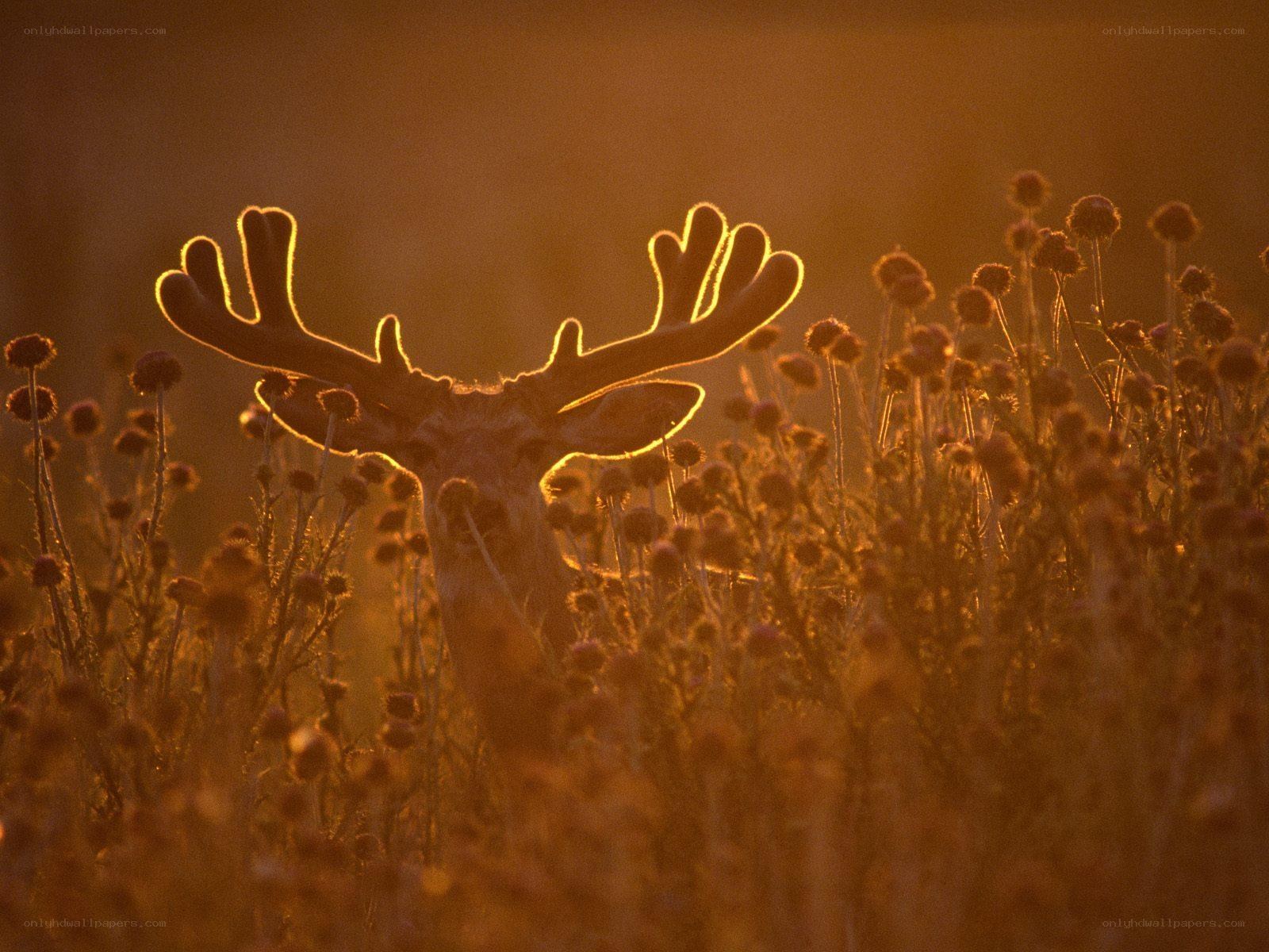 Deer in golden light