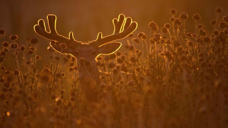 deer in golden light