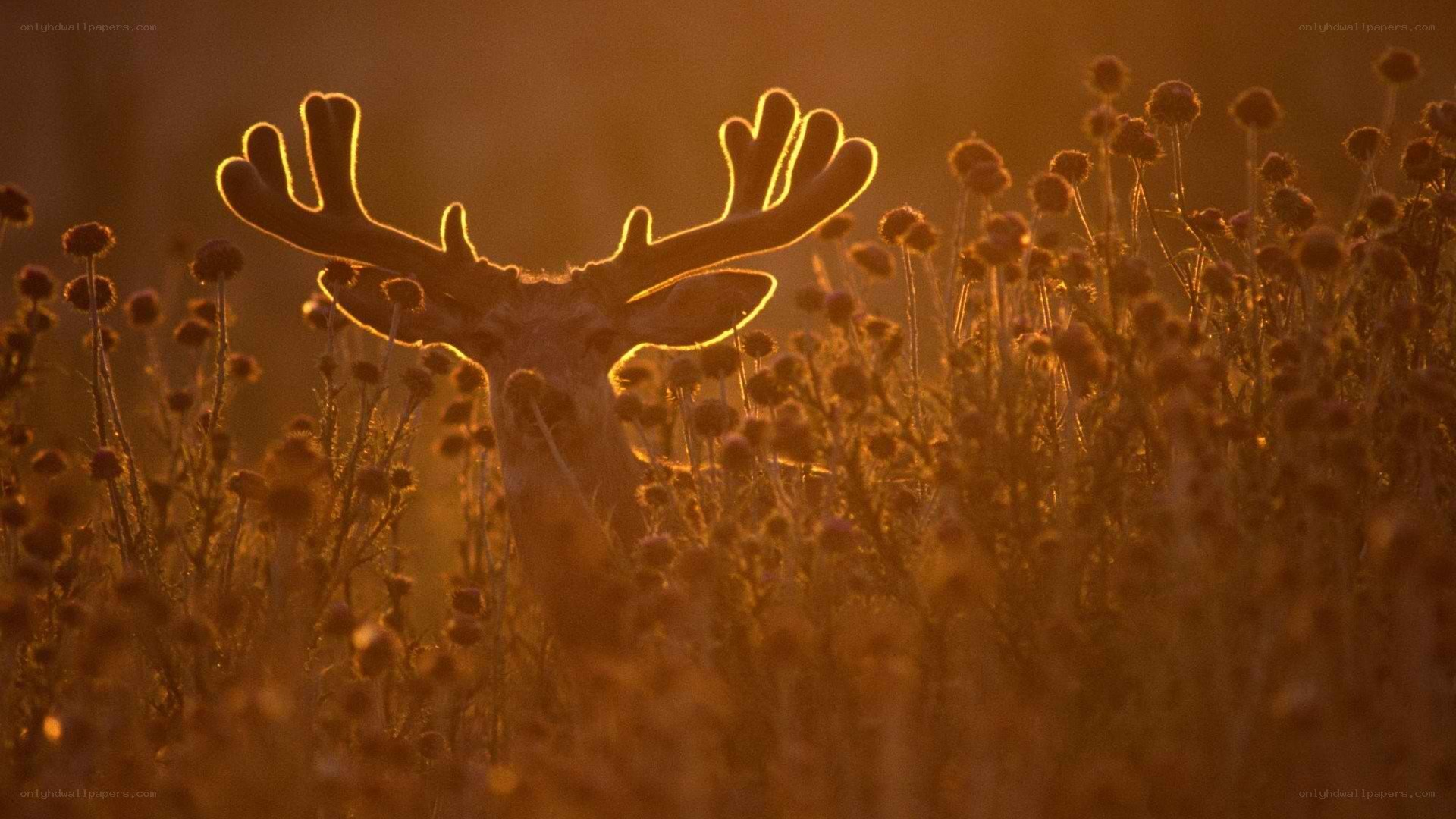 deer in golden light