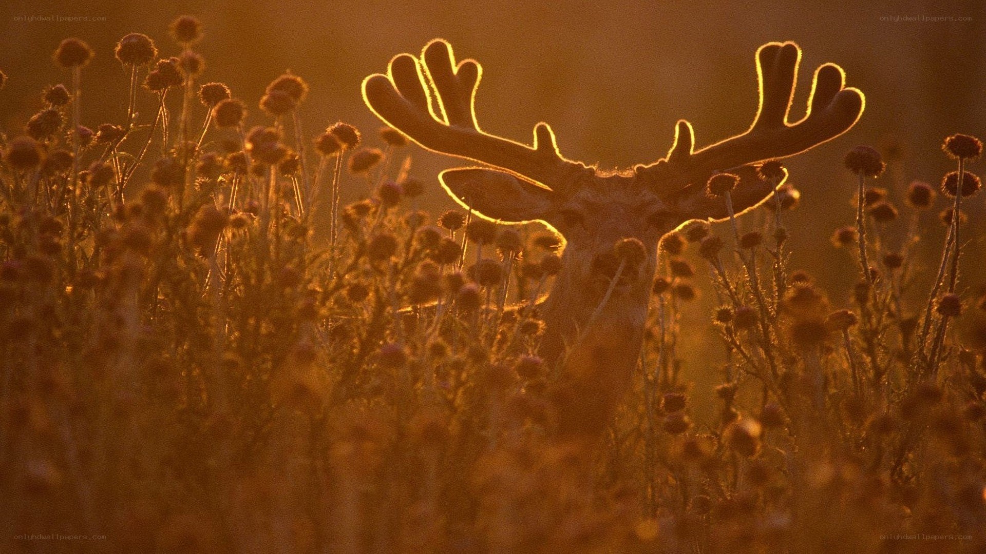 deer in golden light