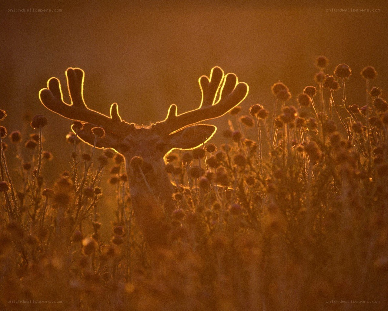 Deer in golden light