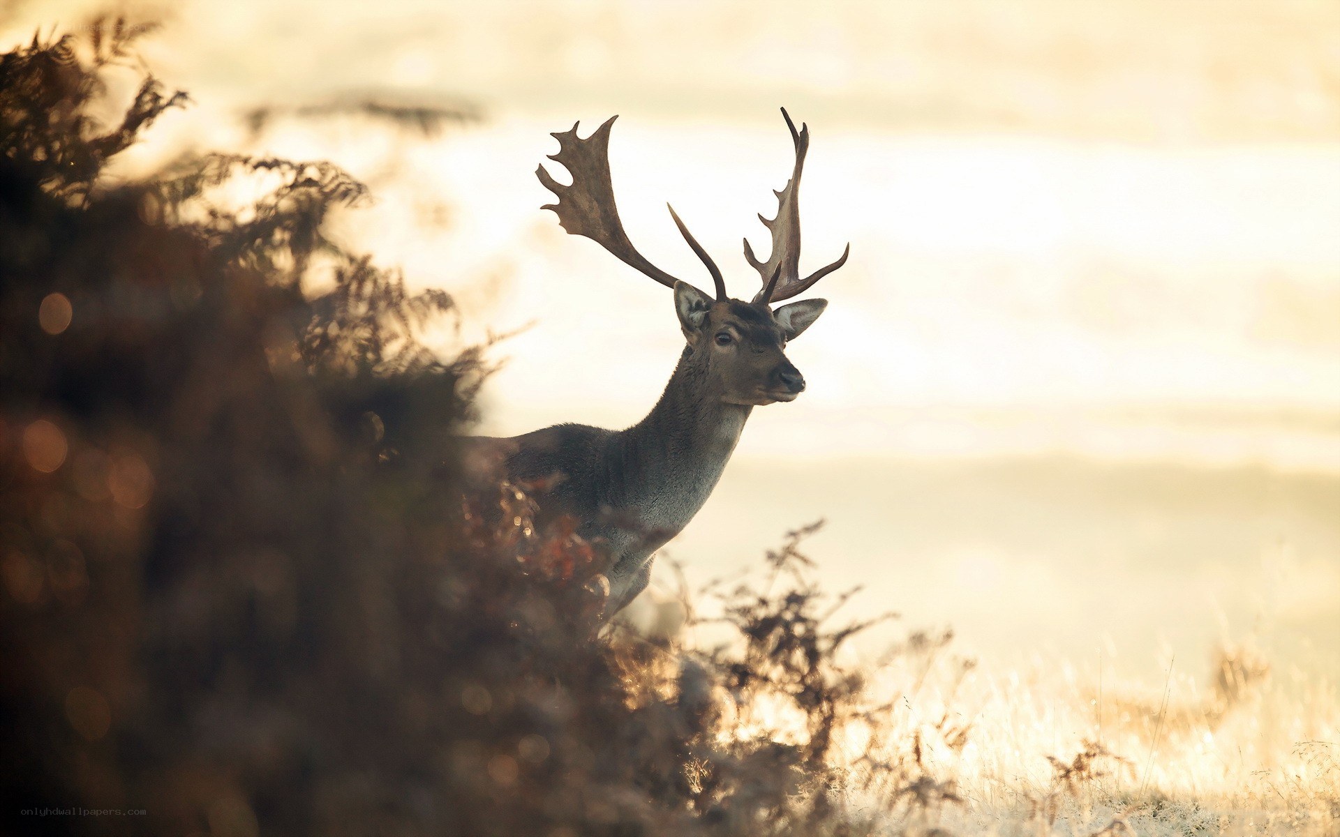 Deer in golden light