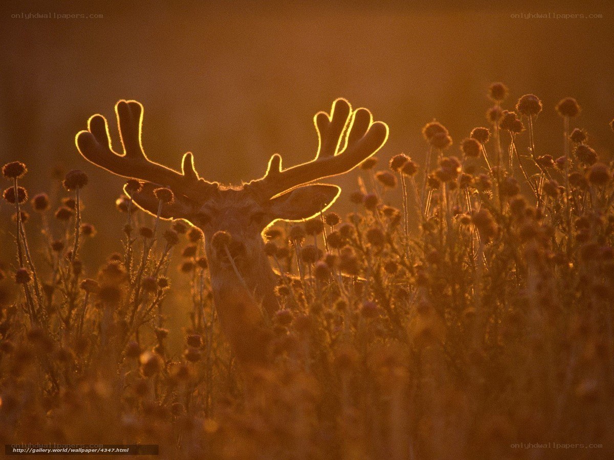 Deer in golden light
