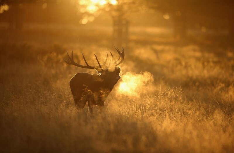 Deer in golden morning light