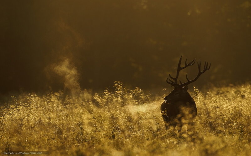 Deer in golden morning light
