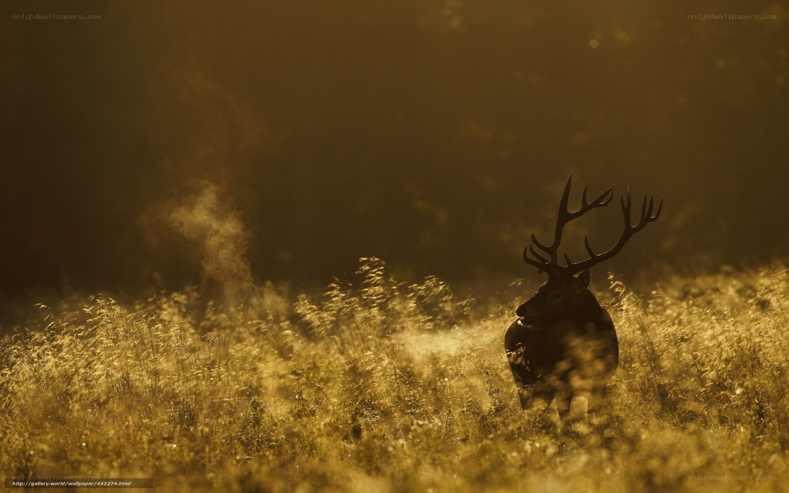 Deer in golden morning light