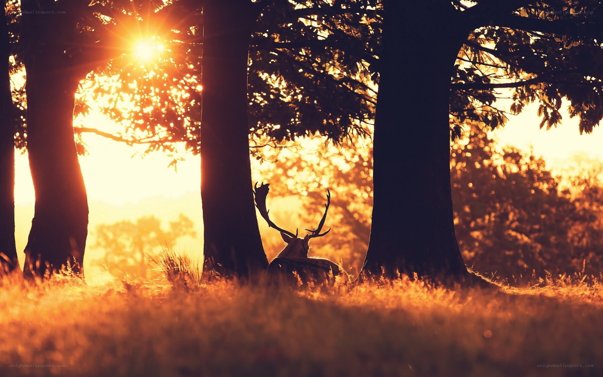 Deer in golden sunset