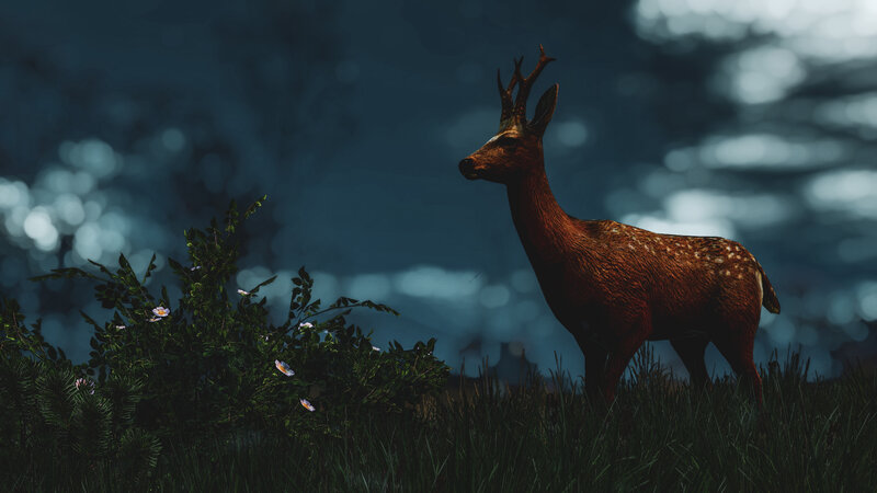 Deer in Grass