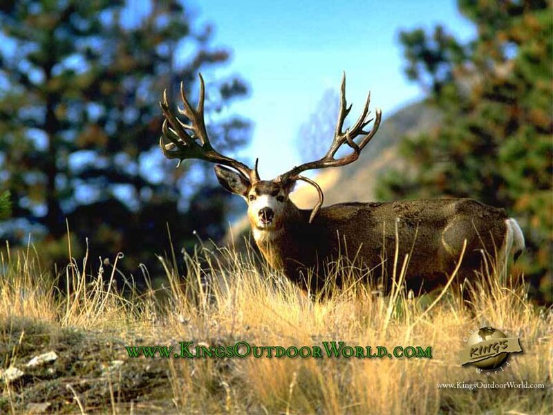 deer in grassy field