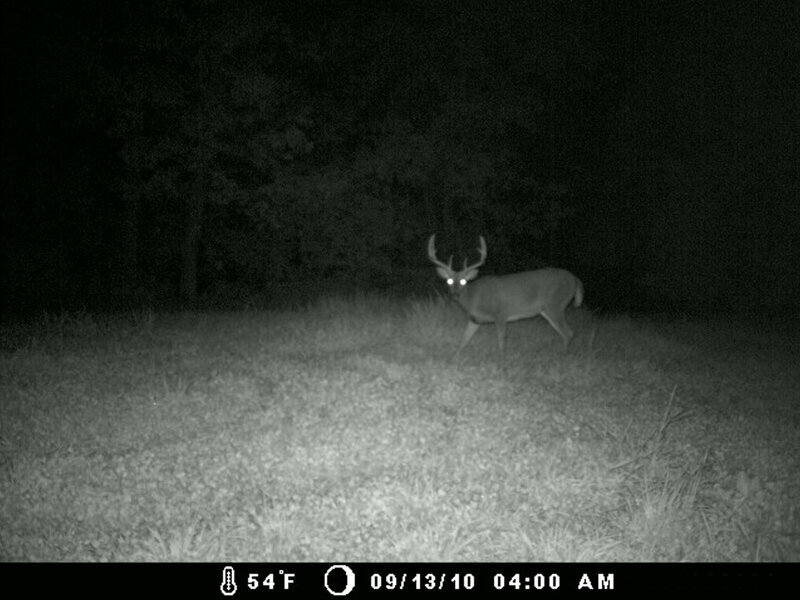 Deer in Grassy Field — Black