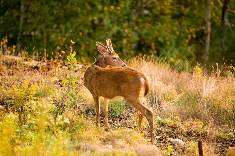 Deer in Grassy Field — Brown