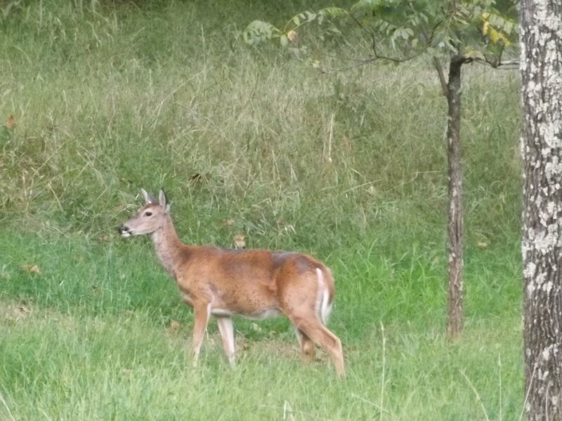 Deer in Grassy Field — Green, Calm, Afternoon, Photograph