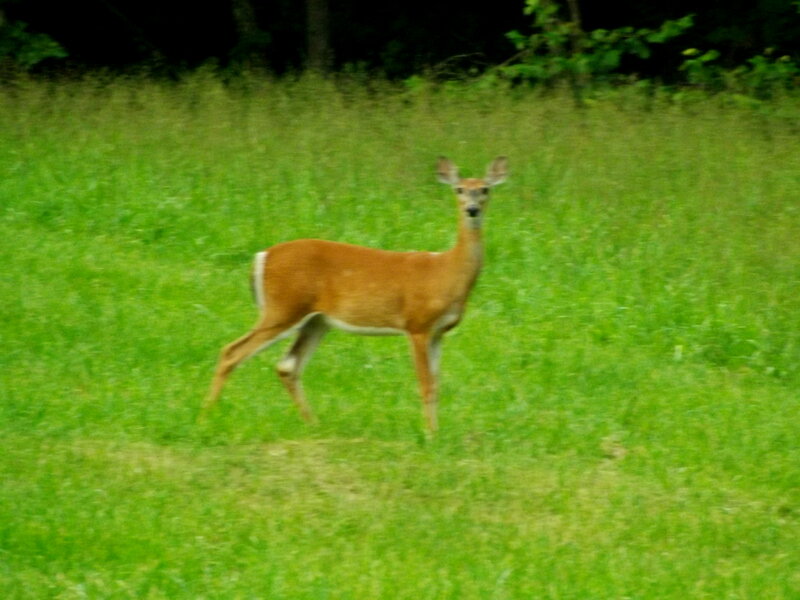Deer in Grassy Field — Green, Calm, Afternoon