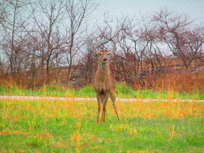 Deer in Grassy Field — Green, Calm, Autumn