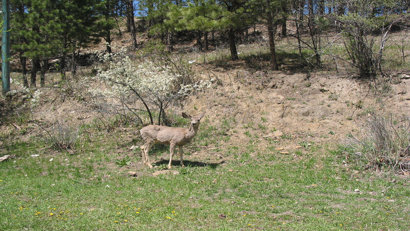 Deer in Grassy Field — Green, Calm, Spring