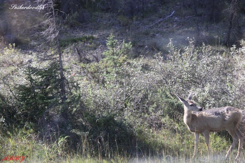 Deer in Grassy Field — Green, Calm