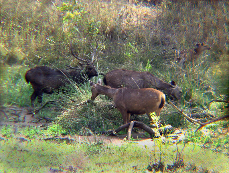 Deer in Grassy Field — Green, Natural