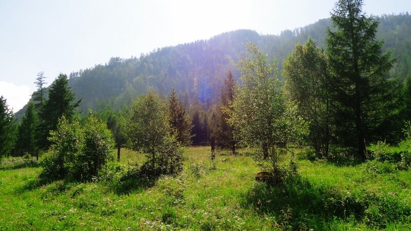 Deer in Grassy Field — Green, Serene, Afternoon