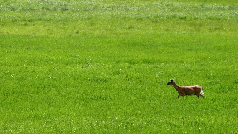 Deer in Green Field — Serene
