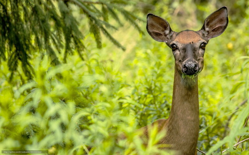 Deer in Green Foliage