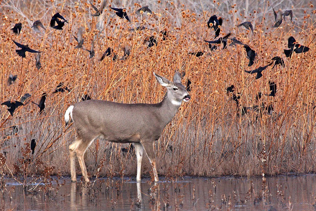 Deer in marsh with birds