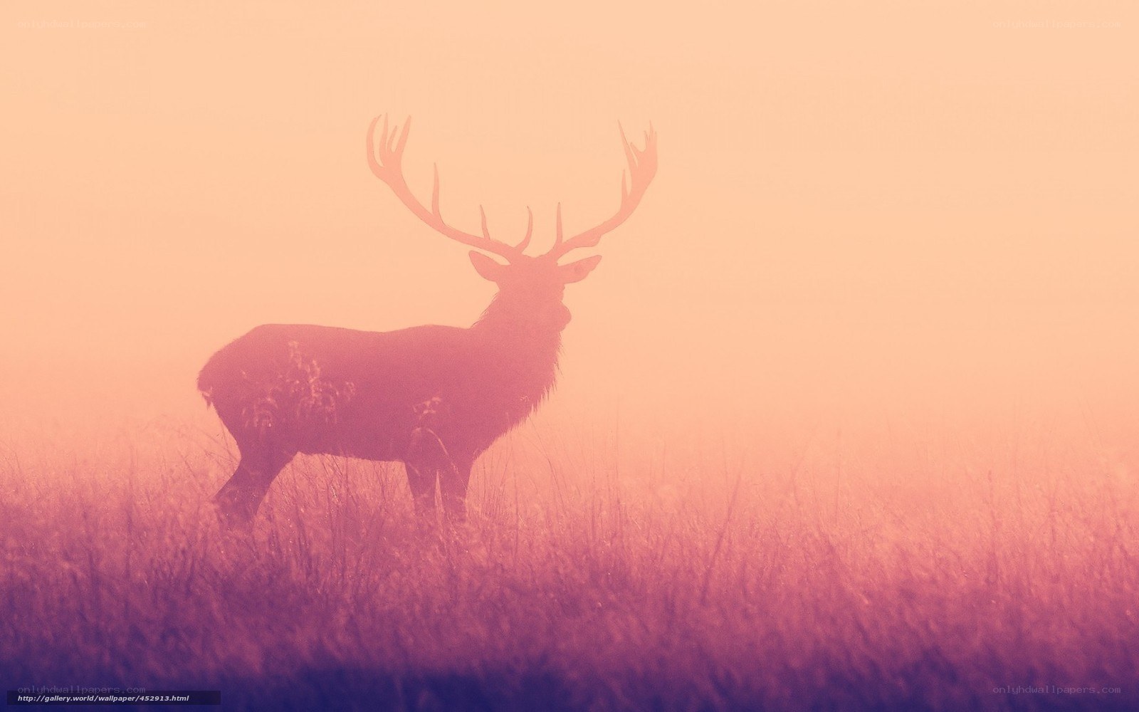 Deer in misty field