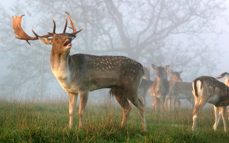 Deer in misty field
