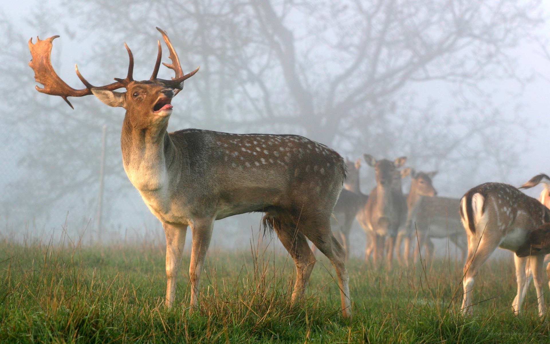 Deer in misty field