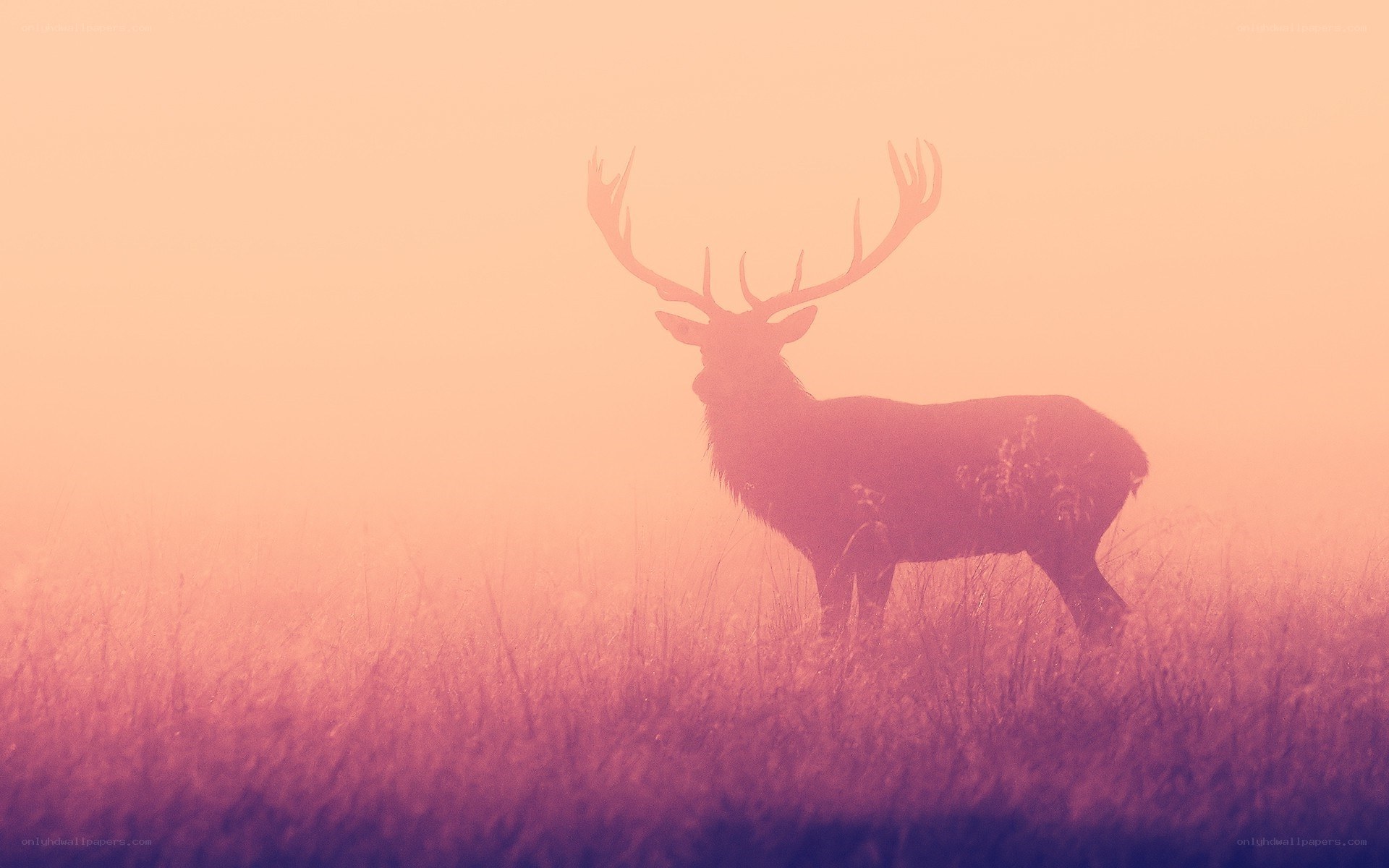 deer in misty field