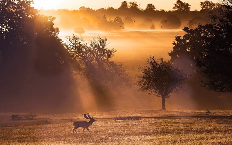 Deer in Misty Field — Orange, Serene