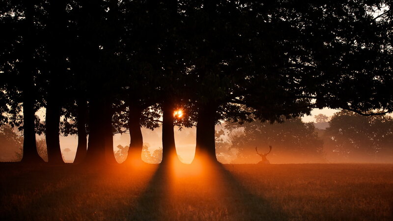 Deer in Misty Field — Orange