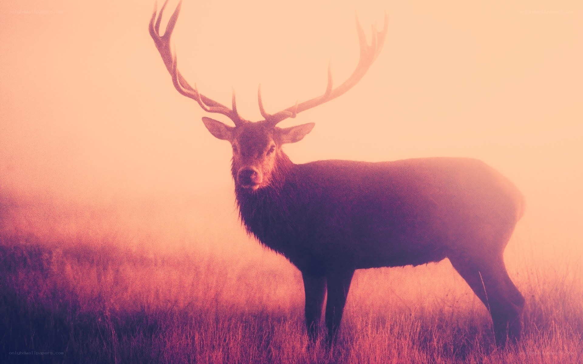 deer in misty field