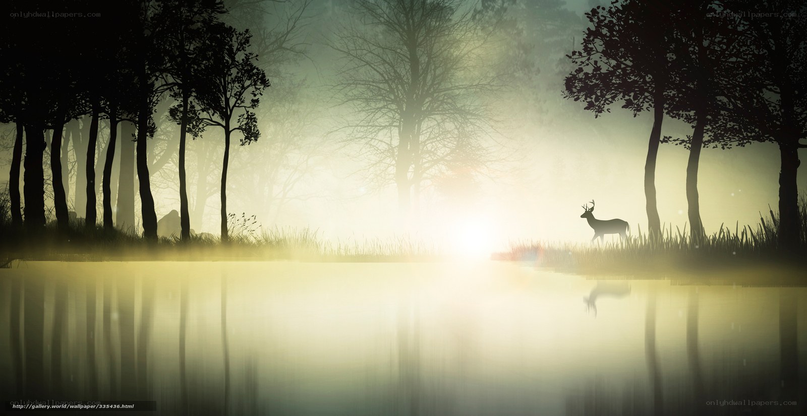 Deer in misty forest